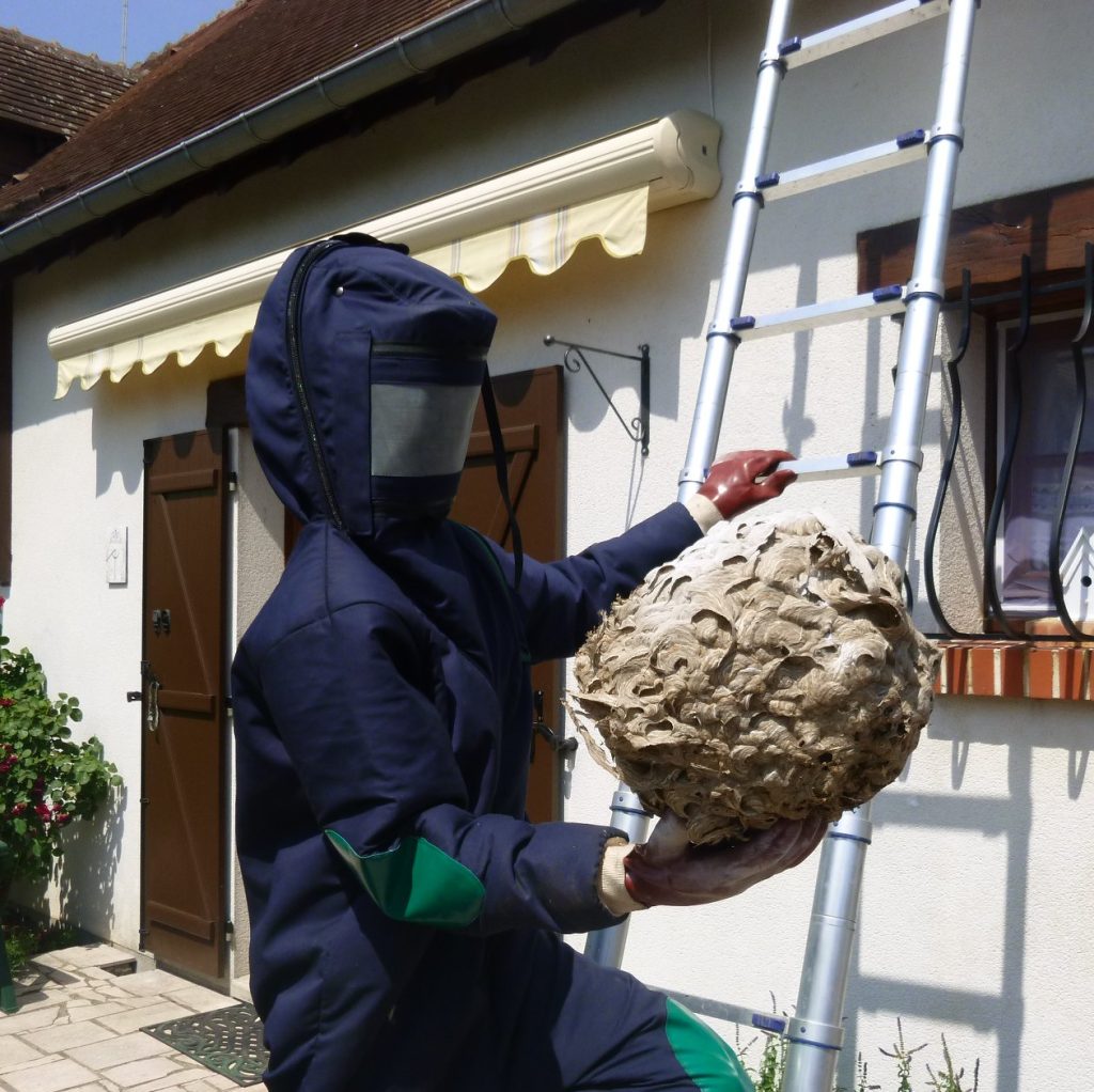 Destruction nid guêpes Lyon - Expert 7j/7 Destruction nid guêpes Lyon - Expert 7j/7